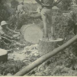 Brightwater School, trees being cut up, 1970s