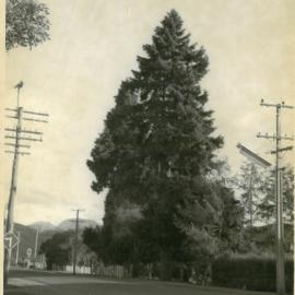 Redwood tree outside Brightwater School, 1970s