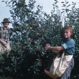 Apple pickers, Riwaka, 1950s