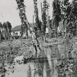 Inglis hop farm 1950s