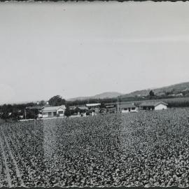 Field of Tobacco, Riwaka, 1950s