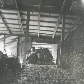 Loading the tobacco kiln, 1950s