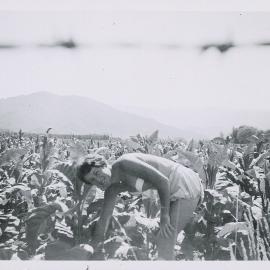 Lateraling tobacco 1956