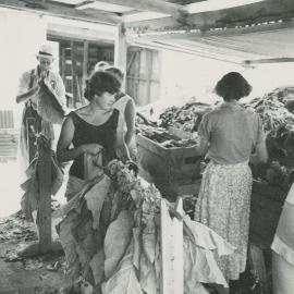 Tying tobacco, Riwaka, 1956