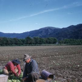 Tobacco planting 1950s