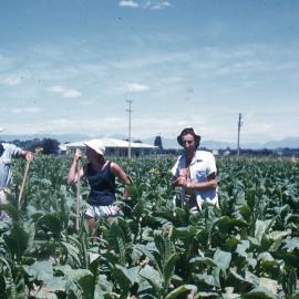 Three tobacco workers at Riwaka 1950s
