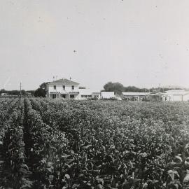 Tobacco field and Riwaka Hotel 1958