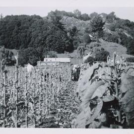 Stripping tobacco at Drummonds 1950s
