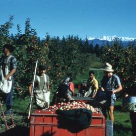 Apple pickers at Dominion Orchards, c1955