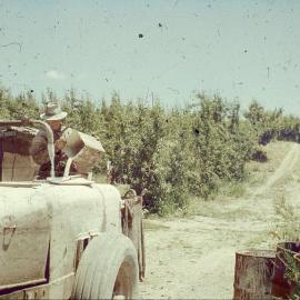 Filling the sprayer at Dominion Orchards, c1950