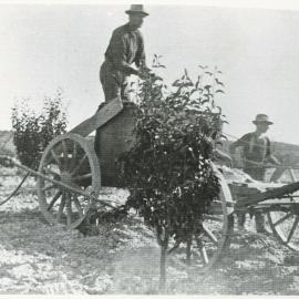 Spraying apples trees at Benzies Orchard, Tasman, 1917