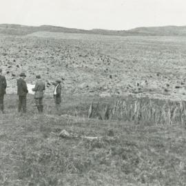 Bronte, 1912, new apples