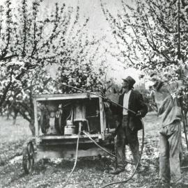 Alex Franklyn spraying apples, Drummonds Road.