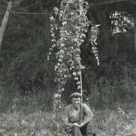 Hop vine, 1950s