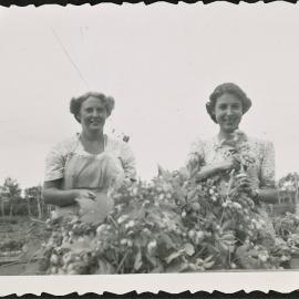 Dorothy Read and Valma Field with hops, 1952