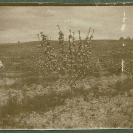 Sturmers in Bloom, 1921