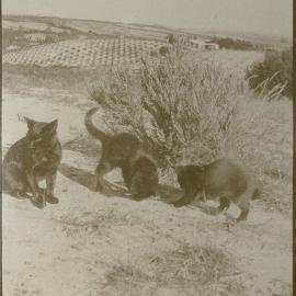 Three black cats eating a crayfish at the Bluff's Orchard, c1921
