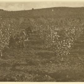 Two horses in an apple orchard