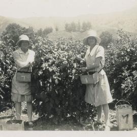Raspberry picking at Rākau 1931