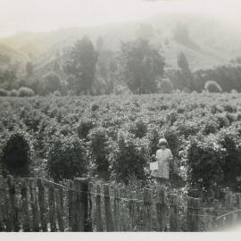Girl and raspberry bushes at Rākau 1931