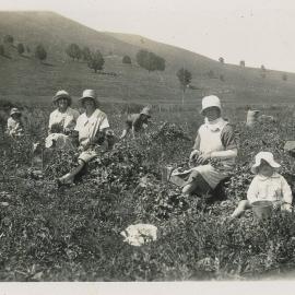 Picking peas 1931