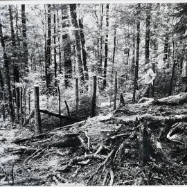 Deer proof fence at Rainy River 