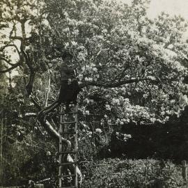 A 'bird' in Magnolia tree