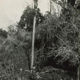 Giant Nīkau at Palm Grove 1925
