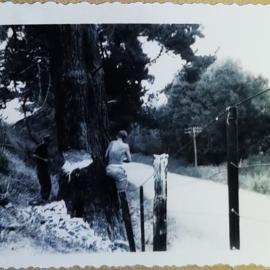 Felling Pine in 88 Valley