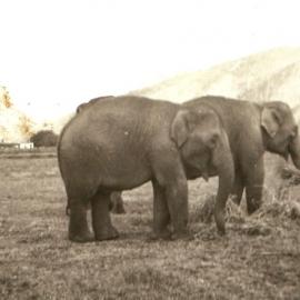 Perry Bros. elephants in Murchison 1939
