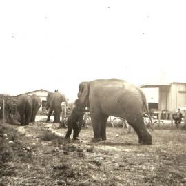 Moving elephants in Murchison 1939