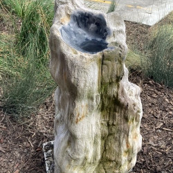 Petrified Tōtara