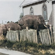 Waimea South Historical Society