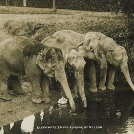 Four elephants drinking from the river