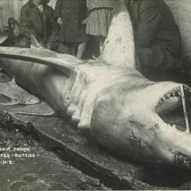 Monster shark caught by Mr Crapper 