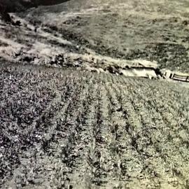 Lawson's Cypress Roughn's Nursery