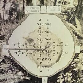 Timber growth testing Tree No 2 N Solandri 