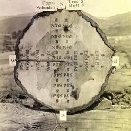 Timber growth testing Tree No 3 N Solandri 