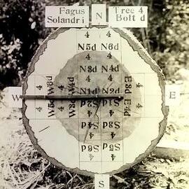 Timber growth testing Tree No 4 N Solandri 