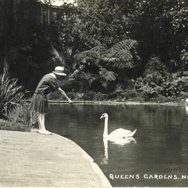Swans at Queen's Gardens Nelson
