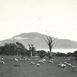 Scenic view of sheep 