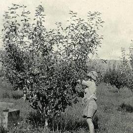 Picking apples
