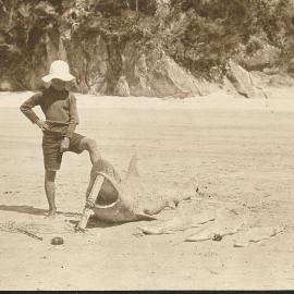 Boy posing beside dead sharks on the beach