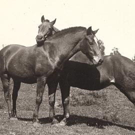 Two horses