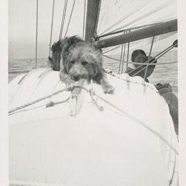 Dog onboard Glasgow family yacht