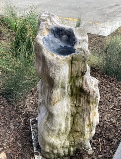 Petrified Tōtara